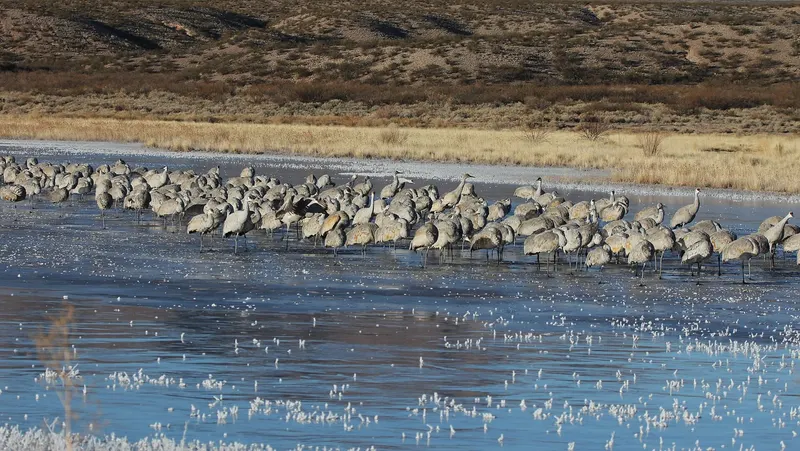Sandhill cranes standing in icy shallows at Bosque del Apache National Wildlife Refuge