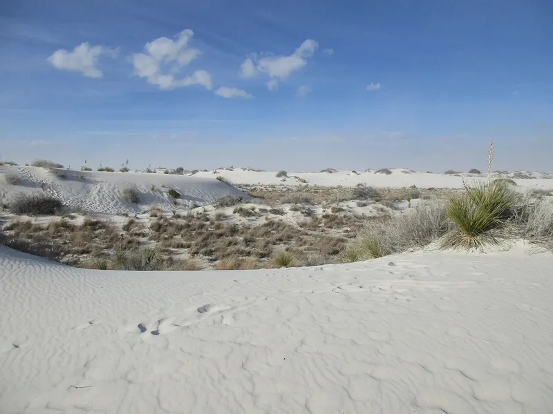 White gypsum dunes and desert plants at White Sands in December 2018
