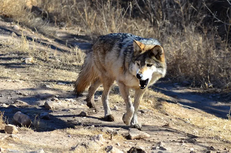 A Mexican wolf walking toward the camera at Living Desert Zoo and Gardens in Carlsbad
