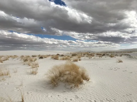 Dune grass and rippled gypsum sand at White Sands National Park