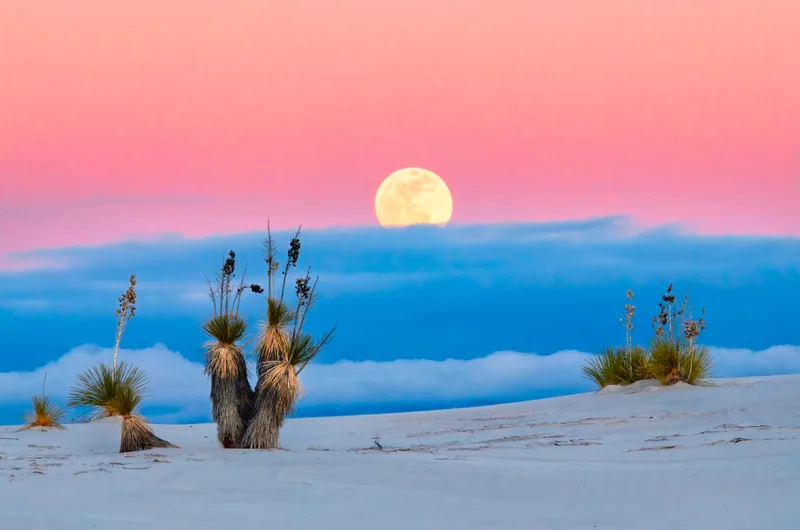 A full moon above pink sky, yuccas and white gypsum dunes at White Sands